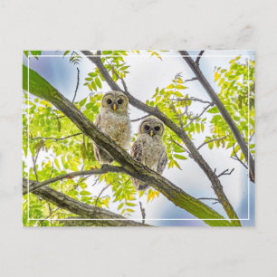 Carte Postale Barred Owley