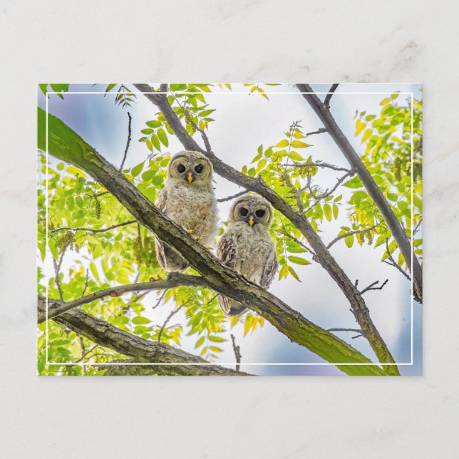 Carte Postale Barred Owley (Devant)