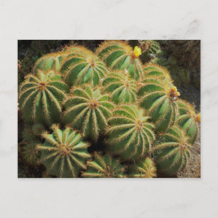 Carte Postale Barrel Cactus