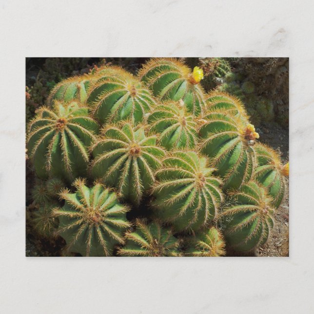 Carte Postale Barrel Cactus (Devant)