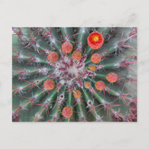 Carte postale Barrel Cactus (Arizona)