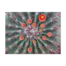 Carte postale Barrel Cactus (Arizona)