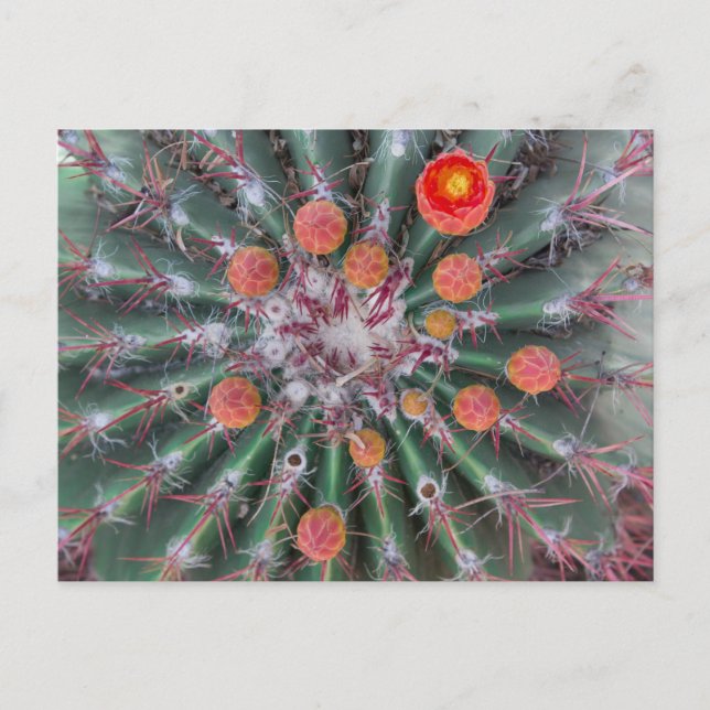 Carte postale Barrel Cactus (Arizona) (Devant)