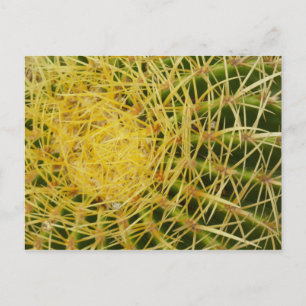 Carte Postale Barrel Cactus Closeup Nature Photographie