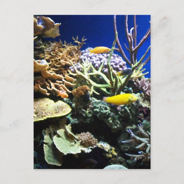 Carte Postale Barrière tropicale 3 (Devant)