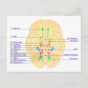 Carte Postale base de l'image du cerveau anglais