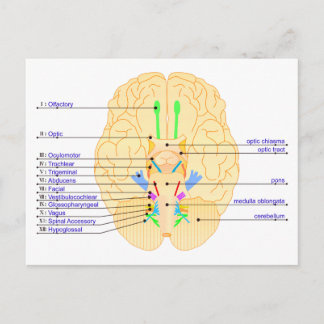 Carte Postale base de l'image du cerveau anglais