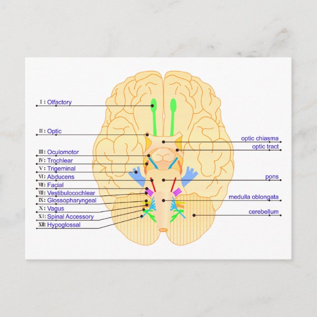 Carte Postale base de l'image du cerveau anglais (Devant)