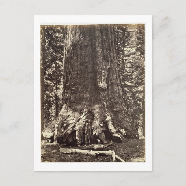 Carte Postale Base du géant du Grizzly, du livre 'Le Yosemite (Devant)