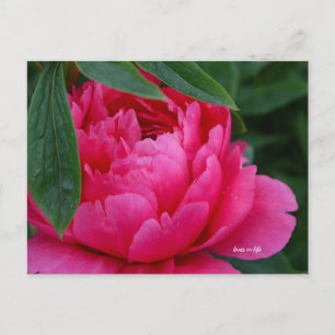 Carte Postale Bashful Pink Peony