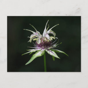 Carte Postale Basil Bee Balm Blanc Bergamot Fleur sauvage