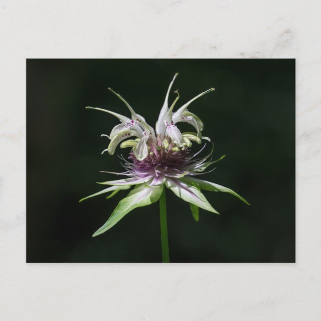 Carte Postale Basil Bee Balm Blanc Bergamot Fleur sauvage (Devant)