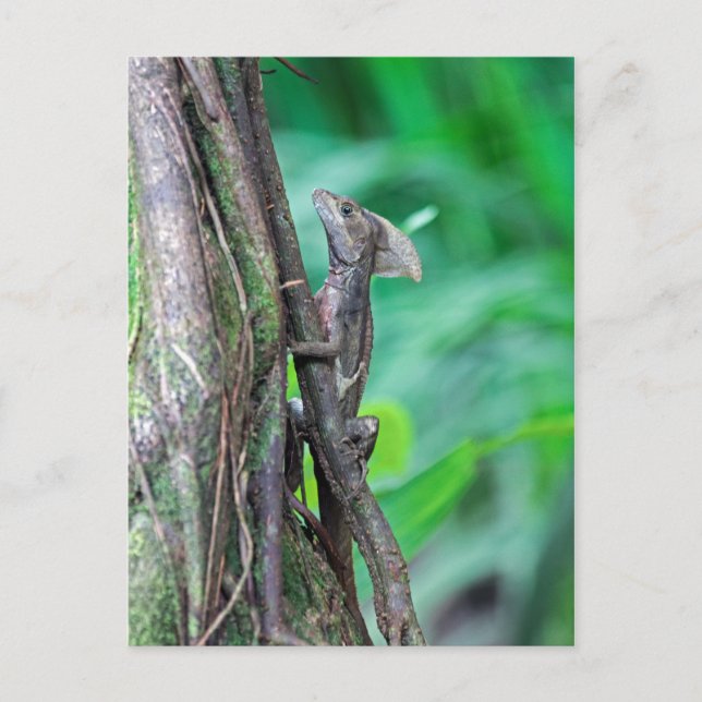Carte Postale Basilic Jésus-Christ Lézard à Tortuguero (Devant)