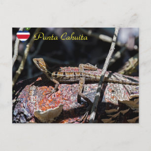 Carte Postale Basilisque femelle Lizard, Punta Cahuita - Costa R
