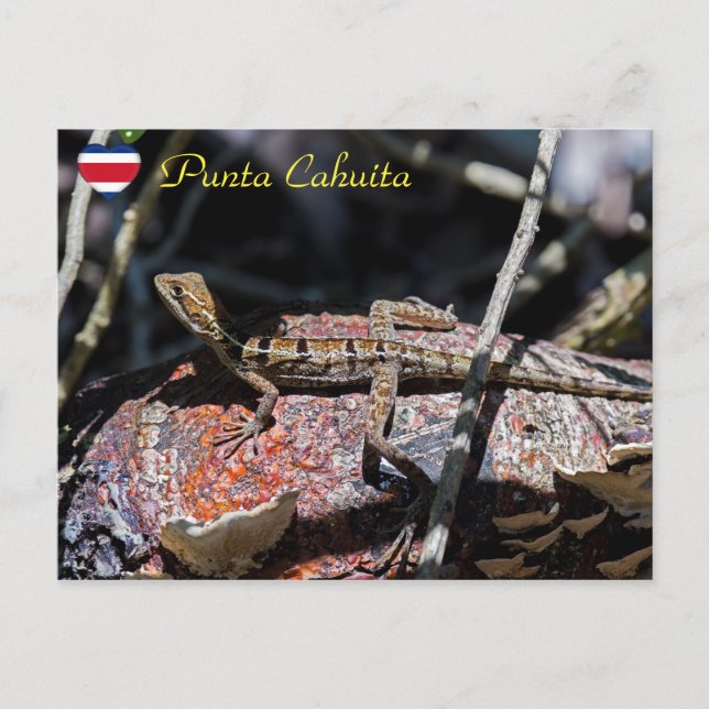 Carte Postale Basilisque femelle Lizard, Punta Cahuita - Costa R (Devant)