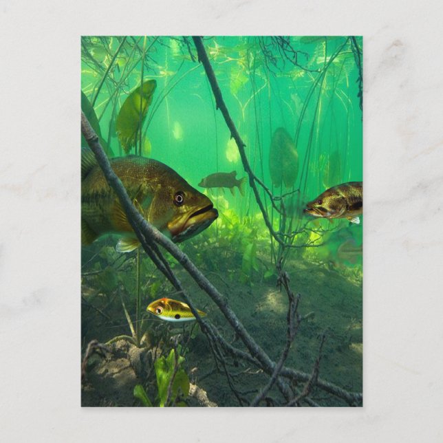 Carte Postale Bass (Devant)