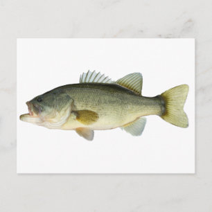 Carte Postale Basse à grande bouche