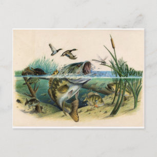 Carte Postale Basse combattante