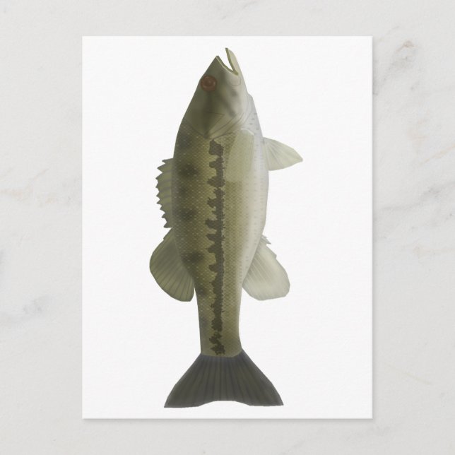 Carte Postale Basse tachetée (Devant)