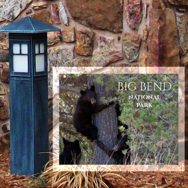 Carte Postale Basses d'ours noirs Escalade Pine Tree Big Bend NP (Créateur téléchargé)
