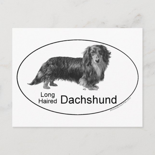 Carte Postale Basset allemand (Devant)