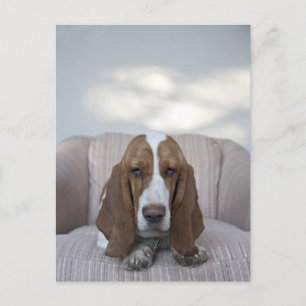 Carte Postale Basset Hound