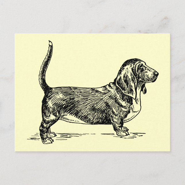 Carte Postale Basset_Hound (Devant)