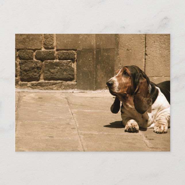 Carte Postale Basset Hound (Devant)