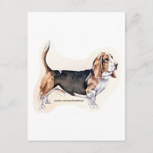 Carte postale Basset Hound