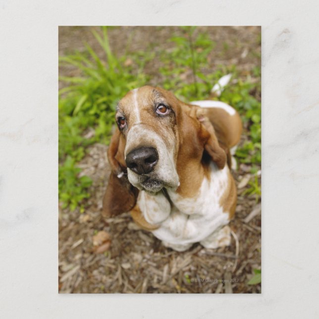 Carte Postale Basset Hound 2 (Devant)