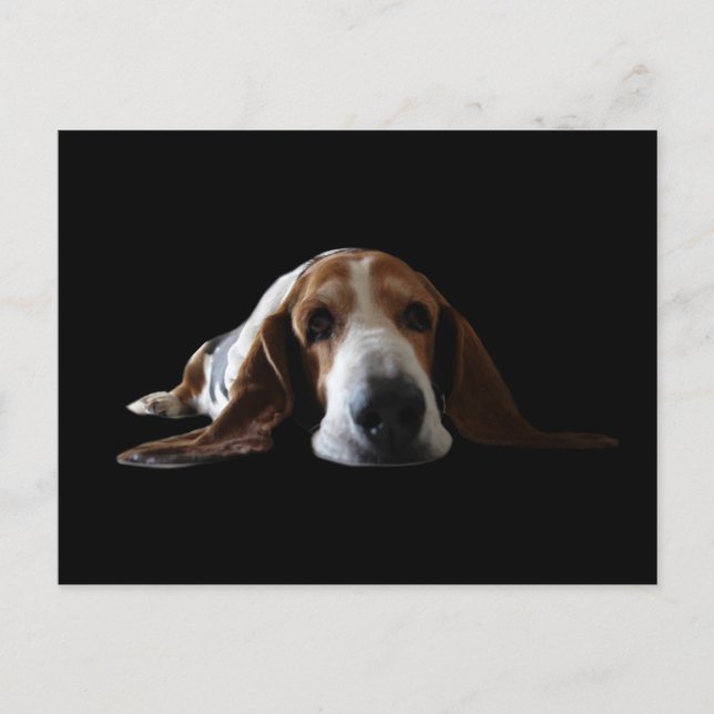 Carte Postale Basset Hound allongé (Devant)