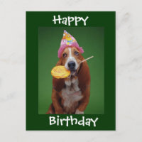 Basset Hound Anniversaire Lollipop