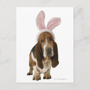 Carte Postale Basset hound avec des oreilles de lapin