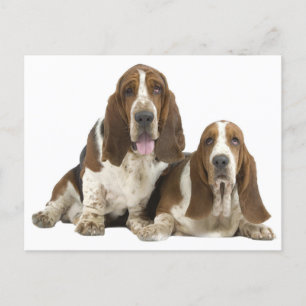 Carte Postale Basset Hound Chien Chien Aimer, Bonjour Penser de