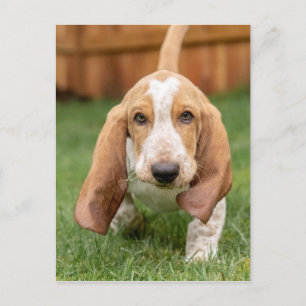 Carte Postale Basset Hound chiot marchant