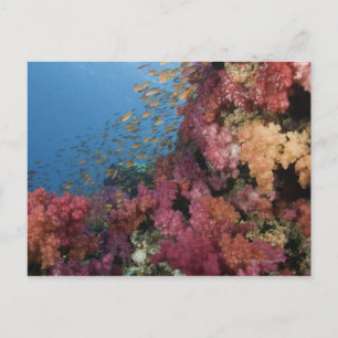 Carte Postale Bassettes de fées de l'école 2