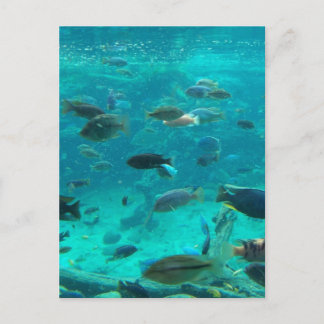 Carte Postale Bassin bleu de cichlids nageant autour du design