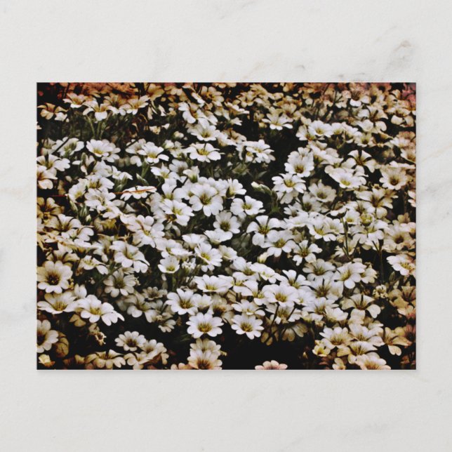 Carte Postale Bassins améliorés Floral (Devant)