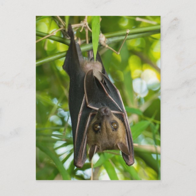 Carte Postale Bat (Devant)