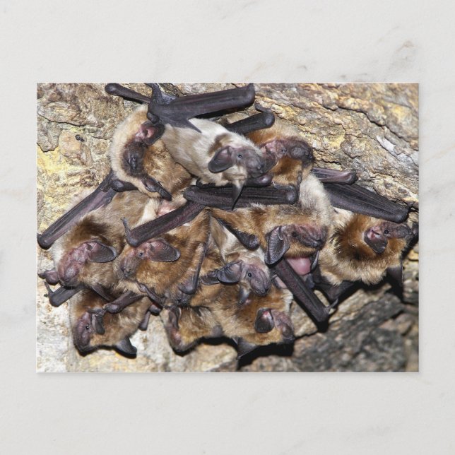 Carte Postale Bat Attack (Devant)