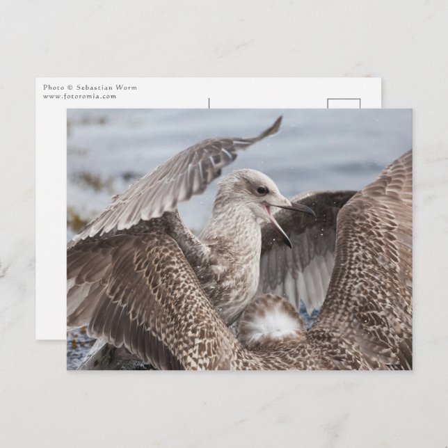 Carte Postale Bataille de Seagull (Devant / Derrière)