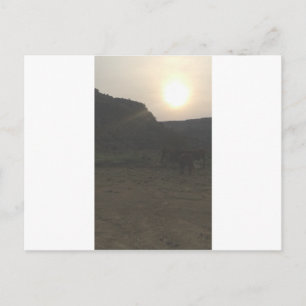 Carte Postale Bataille de Sunset