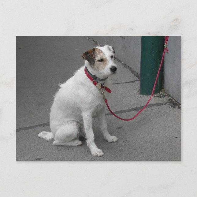 Carte Postale Bâtard Blanc Mignon (Devant)