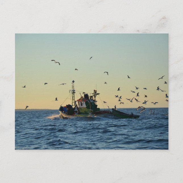 Carte Postale Bateau de pêche et un troupeau de goélands. (Devant)