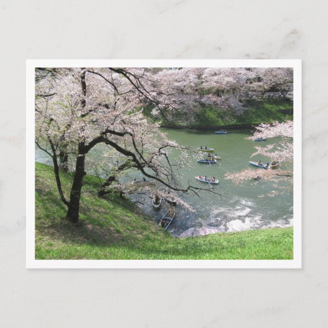 Carte Postale Bateau de printemps : Chidorigafuchi, Tokyo (Devant)