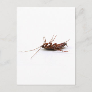 Carte Postale Bateau mort