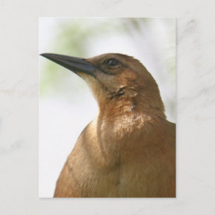 Carte Postale Bateau Quadrillé Grackle Bird Photo