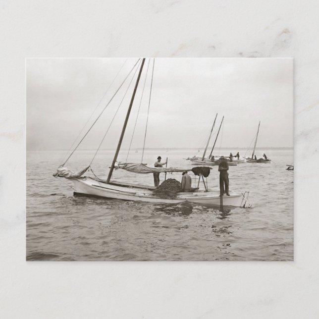 Carte Postale Bateaux Huîtriers, 1903 (Devant)