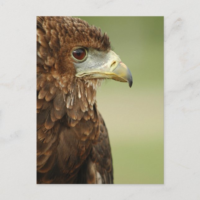 Carte Postale Bateleur Eagle Terathopius Ecaudatus (Devant)