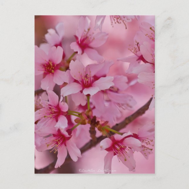 Carte Postale Bathed in Pink Japanese Cherry Blossoms (Devant)